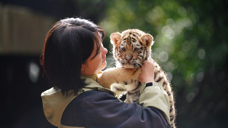 _11_adorables_cachorros_de_tigre_debutan_en_Kunming_para_conocer_a_los_turistas____