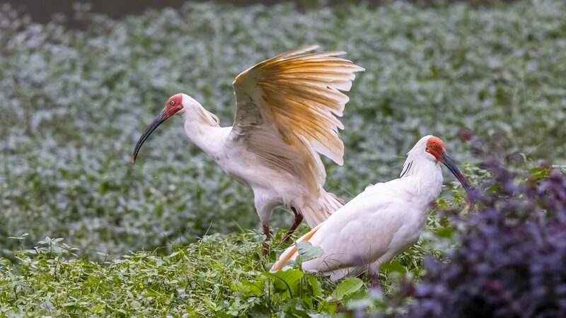 16_ibis_crestados_nacidos_en_Japo_n_regresan_a_China
