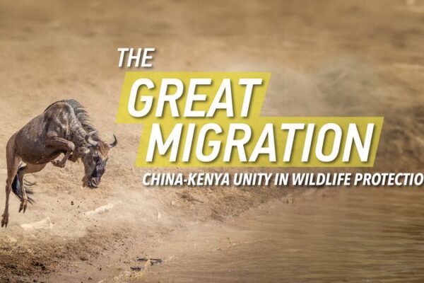 África Revelada: Más allá de la Gran Migración 🌍✨ A_frica_Revelada__Ma_s_alla__de_la_Gran_Migracio_n___ video poster