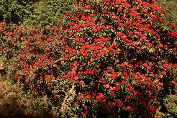 Árbol de Azalea Milenario Sorprende a Visitantes en Yunnan 🌸 A_rbol_de_Azalea_Milenario_Sorprende_a_Visitantes_en_Yunnan__