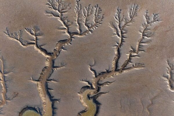 _A_rboles_de_marea_ma_gicos_aparecen_y_desaparecen_en_el_paisaje_acua_tico_de_Jiangsu____