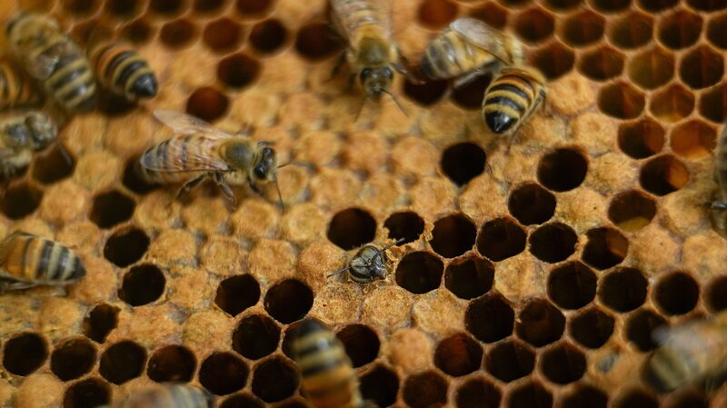 _Abejas_Ahuyentan_Elefantes_____Co_mo_Colmenas_Protegen_Cultivos_en_Kenia
