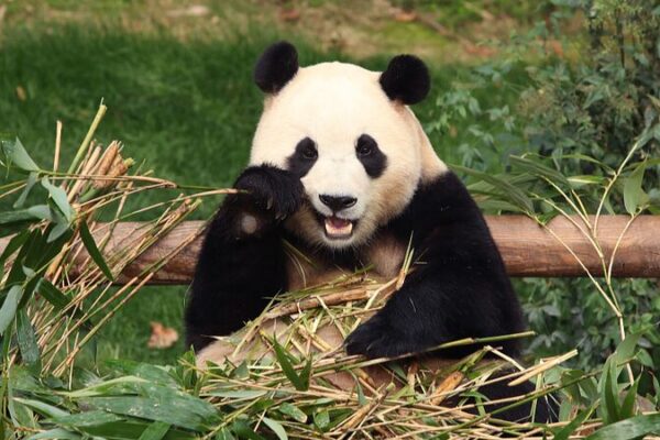 Adio_s__Fu_Bao__Corea_del_Sur_se_despide_de_su_primer_panda_nacido_en_el_pai_s video poster