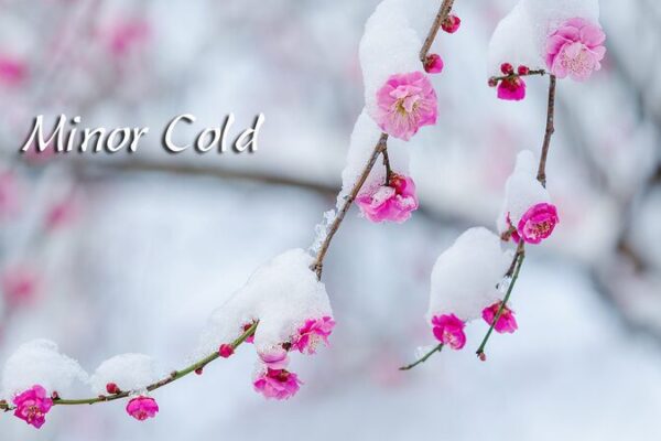 Adoptando Xiaohan: Calidez por venir durante los días más fríos ❄️🌱 Adoptando_Xiaohan__Calidez_por_venir_durante_los_di_as_ma_s_fri_os____
