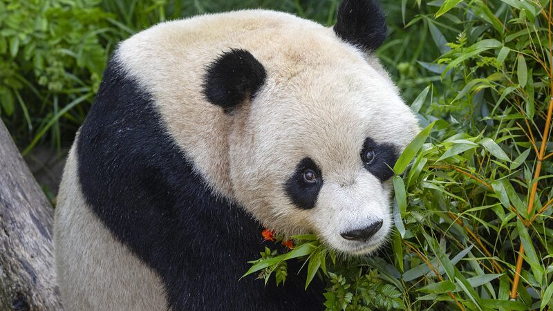 _Adorable_Du_o_de_Pandas_de_China_Listo_para_Encantar_en_el_Zoolo_gico_de_San_Diego_este_Agosto_