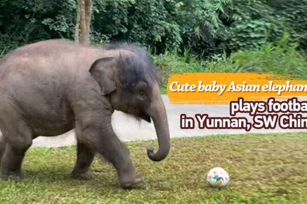 Adorable_bebe__elefante_asia_tico_juega_fu_tbol_en_Yunnan___ video poster