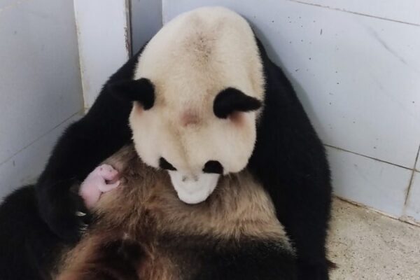 Adorable_cachorro_de_oso_panda_gigante_nace_en_un_zoolo_gico_del_suroeste_de_China