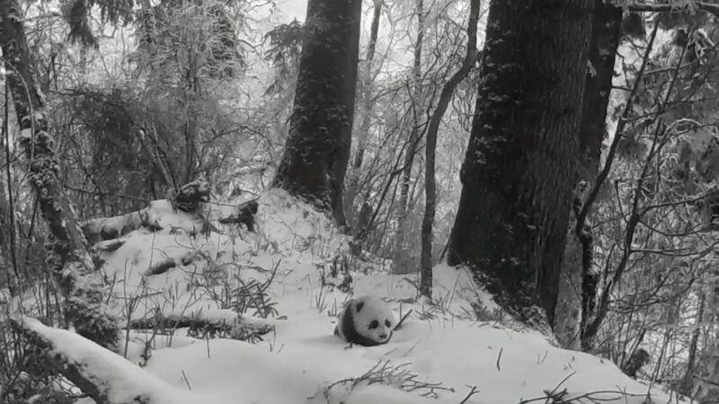 _Adorable_cachorro_de_panda_captado_por_ca_maras_infrarrojas_en_la_naturaleza_de_Sichuan____ video poster