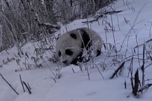 _Adorable_cachorro_de_panda_filmado_siguiendo_a_su_mama__en_el_bosque_salvaje_de_Sichua_n_ video poster