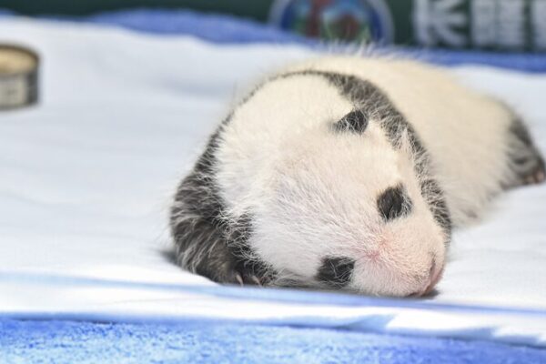 _Adorable_cachorro_de_panda_gigante_en_Guangzhou_cumple_un_mes_de_vida____