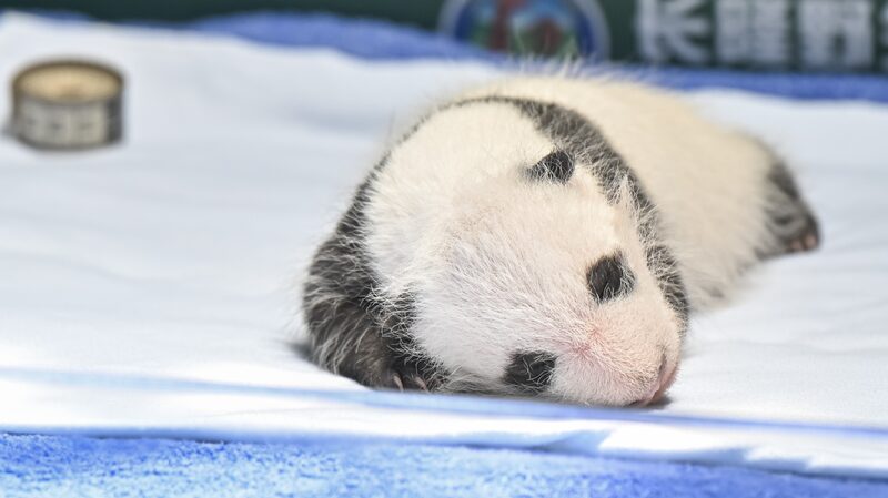 _Adorable_cachorro_de_panda_gigante_en_Guangzhou_cumple_un_mes_de_vida____