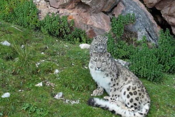 __Adorable_momento__una_leoparda_de_las_nieves_juega_con_su_travieso_cachorro_en_Qinghai video poster