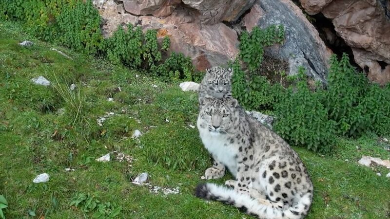 __Adorable_momento__una_leoparda_de_las_nieves_juega_con_su_travieso_cachorro_en_Qinghai video poster