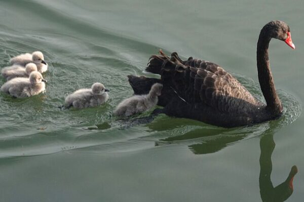 Adorables bebés cisnes comienzan su viaje bajo el sol primaveral de Beijing Adorables_bebe_s_cisnes_comienzan_su_viaje_bajo_el_sol_primaveral_de_Beijing