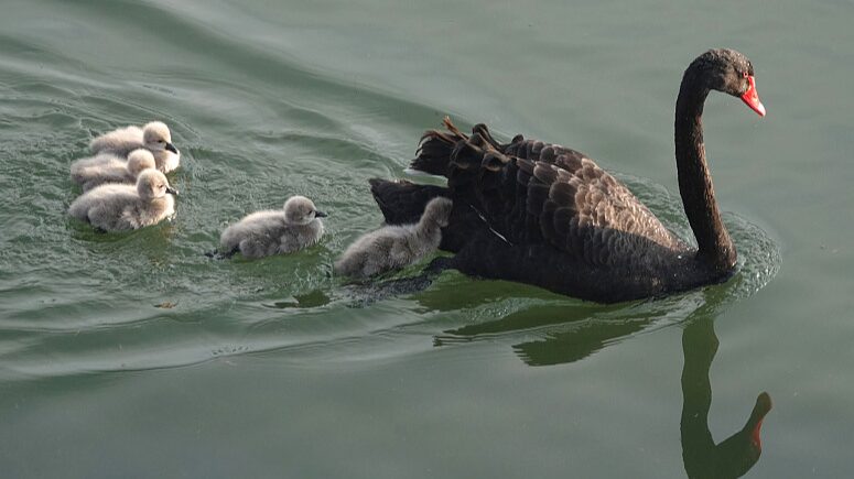 Adorables_bebe_s_cisnes_comienzan_su_viaje_bajo_el_sol_primaveral_de_Beijing