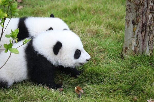 Adorables_cachorros_de_panda_gigante_roban_corazones_en_su_debut_en_Chengdu