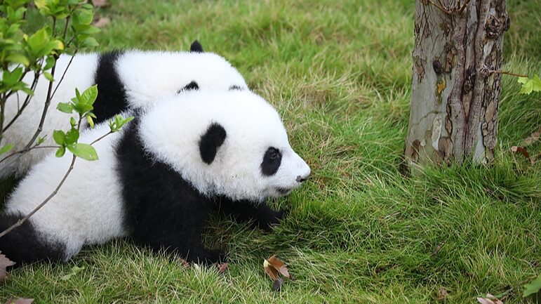 Adorables_cachorros_de_panda_gigante_roban_corazones_en_su_debut_en_Chengdu