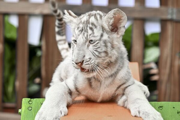 _Adorables_cachorros_de_tigre_blanco_hacen_su_gran_debut_en_Guangzhou____