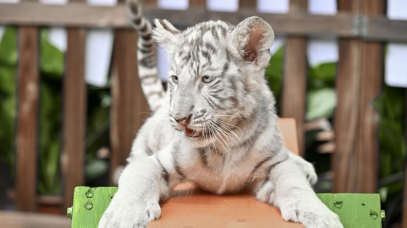 _Adorables_cachorros_de_tigre_blanco_hacen_su_gran_debut_en_Guangzhou____