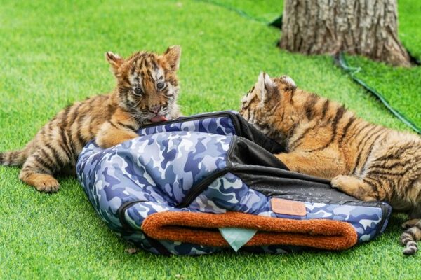 Adorables cachorros de tigre siberiano hacen su debut soleado en Harbin 🐯☀️ Adorables_cachorros_de_tigre_siberiano_hacen_su_debut_soleado_en_Harbin____