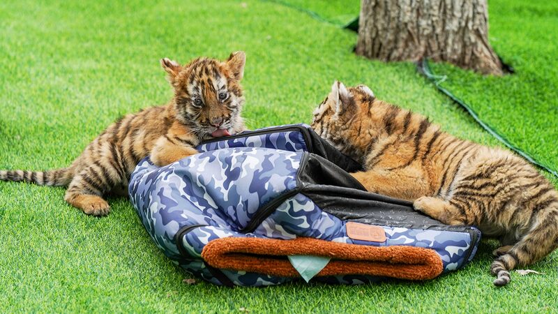 Adorables_cachorros_de_tigre_siberiano_hacen_su_debut_soleado_en_Harbin____