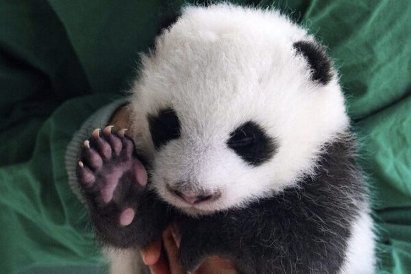 Adorables_gemelas_panda_debutan_en_el_zoolo_gico_de_Berli_n___Conoce_a_las_nuevas_estrellas_