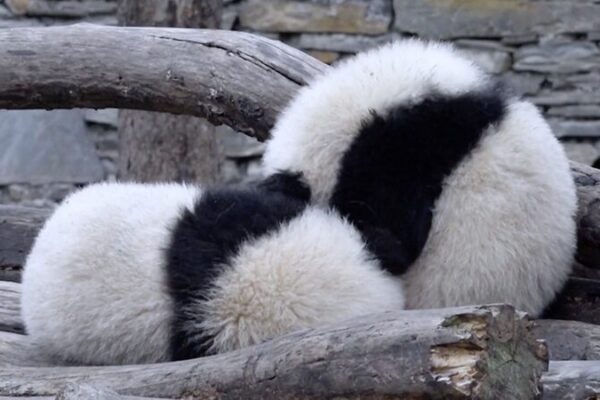 Adorables gemelos de panda gigante derriten corazones en una reserva del suroeste de China 🐼❤️ Adorables_gemelos_de_panda_gigante_derriten_corazones_en_una_reserva_del_suroeste_de_China____ video poster
