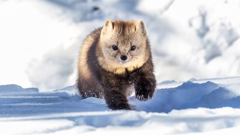Adorables_martas_vistas_jugando_en_el_bosque_nevado_del_noreste_de_China___