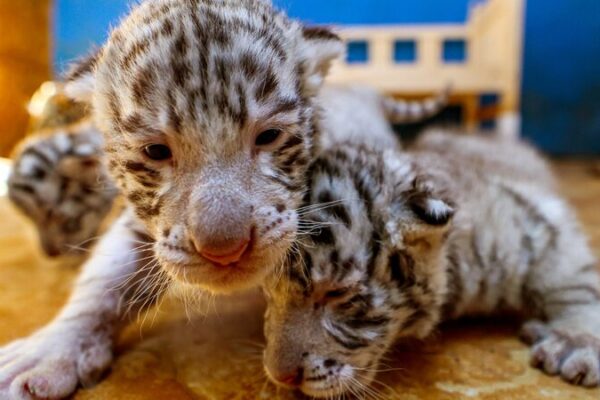 _Adorables_trillizos_de_tigre_de_Bengala_nacen_en_el_Parque_de_Vida_Silvestre_de_Shandong_