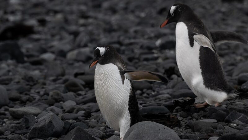 Alarma_en_la_Anta_rtida__La_gripe_aviar_amenaza_las_colonias_de_pingu_inos____