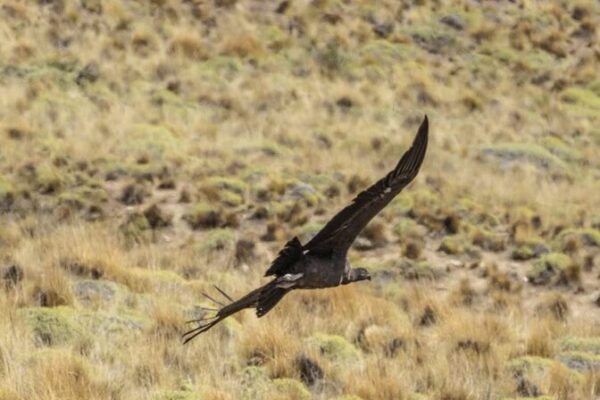 Alas_de_Libertad__Cuatro_Co_ndores_Andinos_Vuelan_hacia_la_Patagonia_Chilena