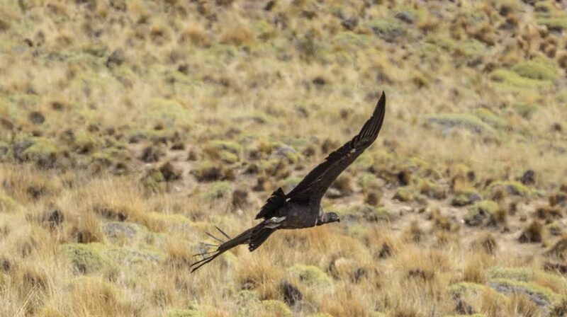 Alas_de_Libertad__Cuatro_Co_ndores_Andinos_Vuelan_hacia_la_Patagonia_Chilena