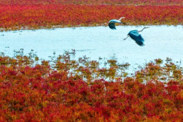 Alces_salvajes_vagan_por_la_alfombra_roja_en_los_humedales_de_Tiaozini_en_China