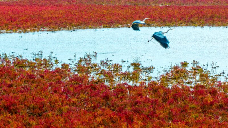 Alces_salvajes_vagan_por_la_alfombra_roja_en_los_humedales_de_Tiaozini_en_China