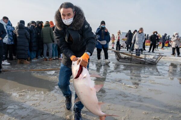 Alegri_a_y_Enormes_Capturas_en_el_Festival_de_Pesca_Invernal_del_Lago_Chagan____