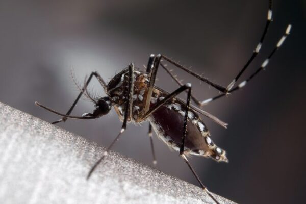 🔥 Alerta de Calor: ¡Científicos Chinos Dicen que las Temperaturas del Mar Predicen Epidemias de Dengue! 🌊🦟 __Alerta_de_Calor___Cienti_ficos_Chinos_Dicen_que_las_Temperaturas_del_Mar_Predicen_Epidemias_de_Dengue____