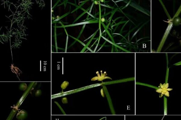 _Alerta_de_Nueva_Especie____Asparagus_dabieshanensis_Descubierto_en_China