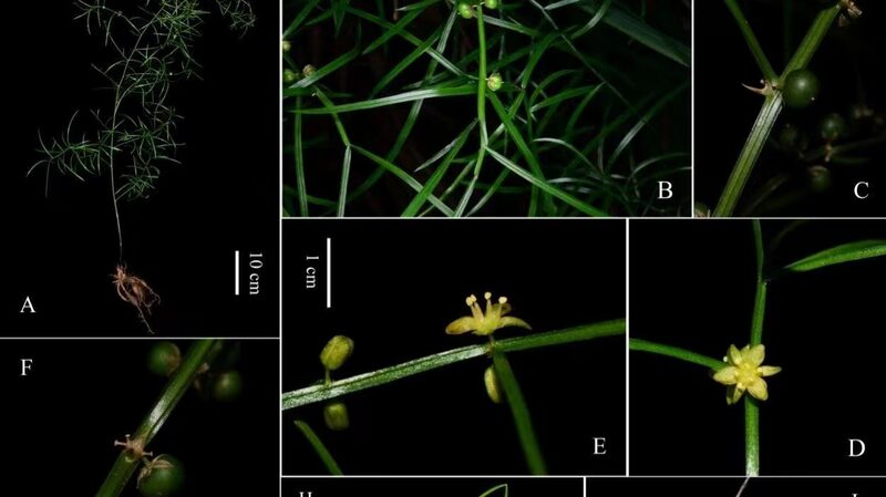 _Alerta_de_Nueva_Especie____Asparagus_dabieshanensis_Descubierto_en_China