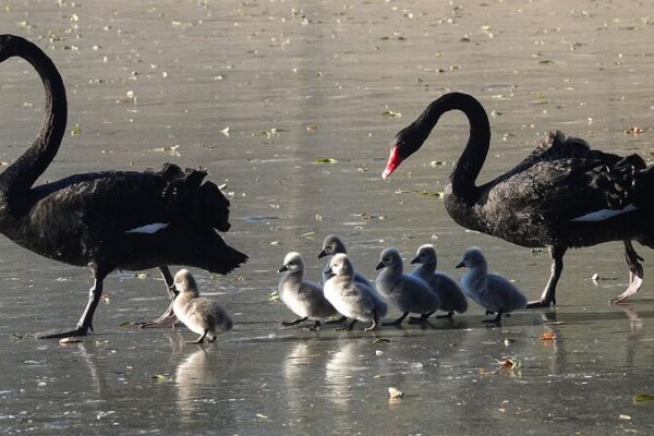 Alerta de ternura: ¡Siete cisnes bebés dan sus primeros pasos en el hielo en Pekín! Alerta_de_ternura___Siete_cisnes_bebe_s_dan_sus_primeros_pasos_en_el_hielo_en_Peki_n_