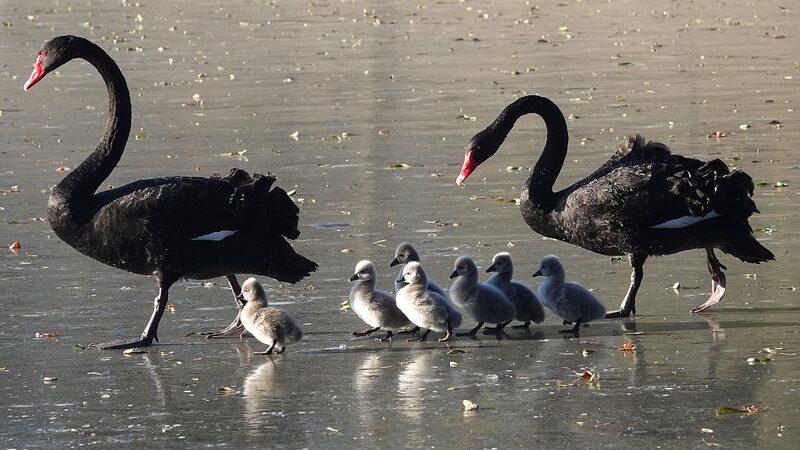 Alerta_de_ternura___Siete_cisnes_bebe_s_dan_sus_primeros_pasos_en_el_hielo_en_Peki_n_