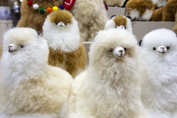 Alpacas: Más que Caras Lindas – La Fortuna Peluda de Perú Alpacas__Ma_s_que_Caras_Lindas___La_Fortuna_Peluda_de_Peru_