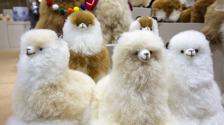Alpacas__Ma_s_que_Caras_Lindas___La_Fortuna_Peluda_de_Peru_