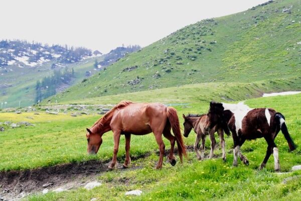 Altay: El paraíso veraniego de Xinjiang para los animales 🐾 Altay__El_parai_so_veraniego_de_Xinjiang_para_los_animales__