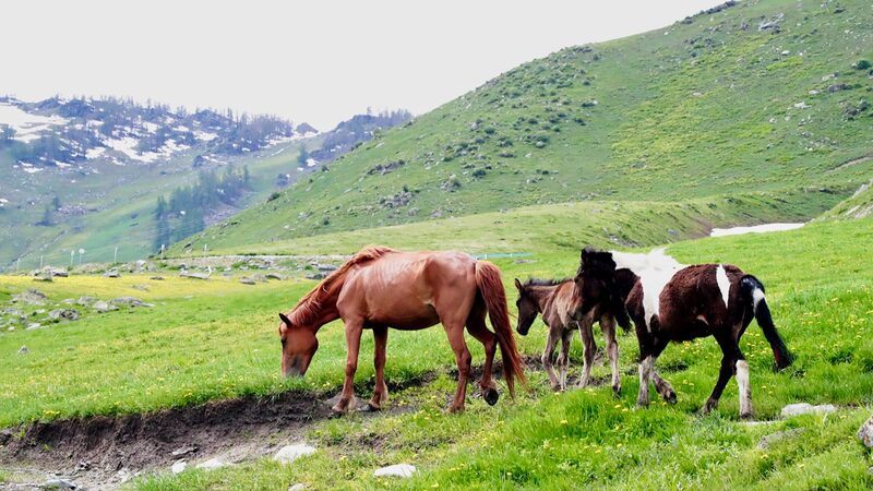Altay__El_parai_so_veraniego_de_Xinjiang_para_los_animales__