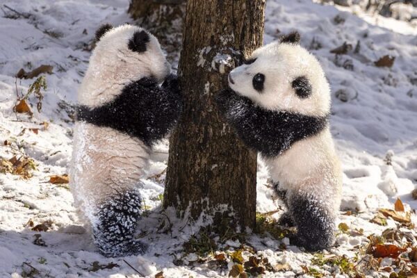 Amigos_Peludos_Se_Sumergen_en_un_Pai_s_de_las_Maravillas_Invernal___