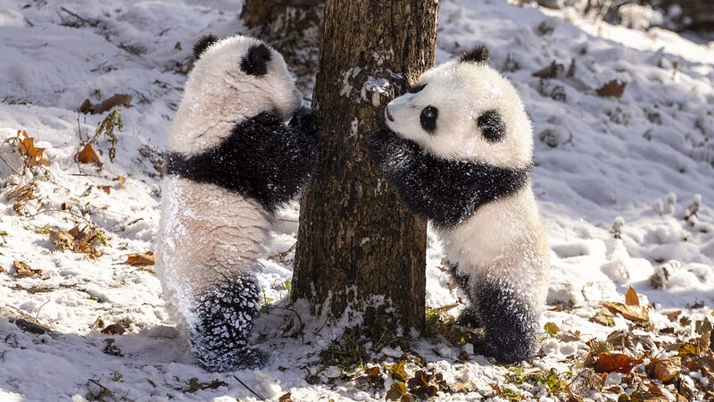 Amigos_Peludos_Se_Sumergen_en_un_Pai_s_de_las_Maravillas_Invernal___