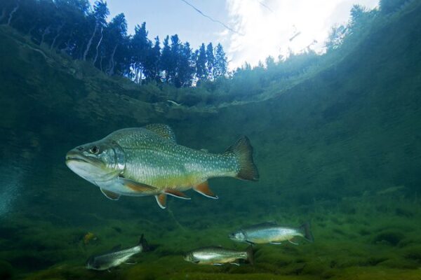 Amigos_de_agua_dulce_en_peligro__1_de_cada_4_enfrenta_la_extincio_n___