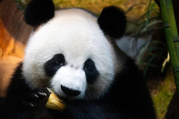_An_An_y_Ke_Ke__Las_nuevas_estrellas_panda_de_Hong_Kong_hacen_su_debut_pu_blico_____