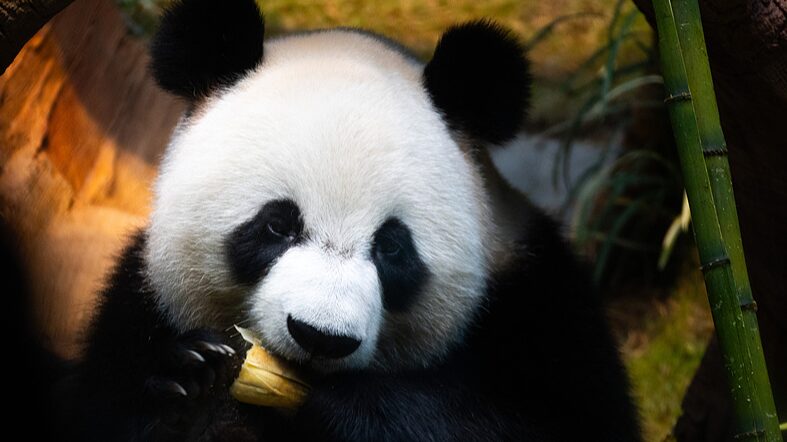 _An_An_y_Ke_Ke__Las_nuevas_estrellas_panda_de_Hong_Kong_hacen_su_debut_pu_blico_____