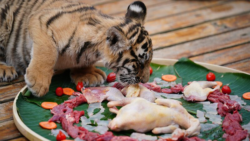 _Animales_Salvajes_en_Yunnan_Disfrutan_de_un_Banquete_de_An_o_Nuevo____